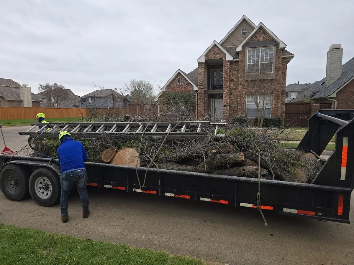 Expert Tree Pest Control with proper safety equipment in Black Hawk